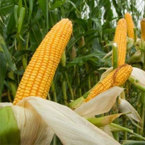 Насіння кукурудзи Оржиця 237 МВ ФАО 240