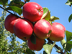 Яблуня Едера. (Б7-35) Зимний сорт. 