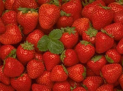 Агрофірма р. Київ продає полуницю, малину, смородину, лохину