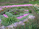 Гвоздика периста садова Р9, фото 8