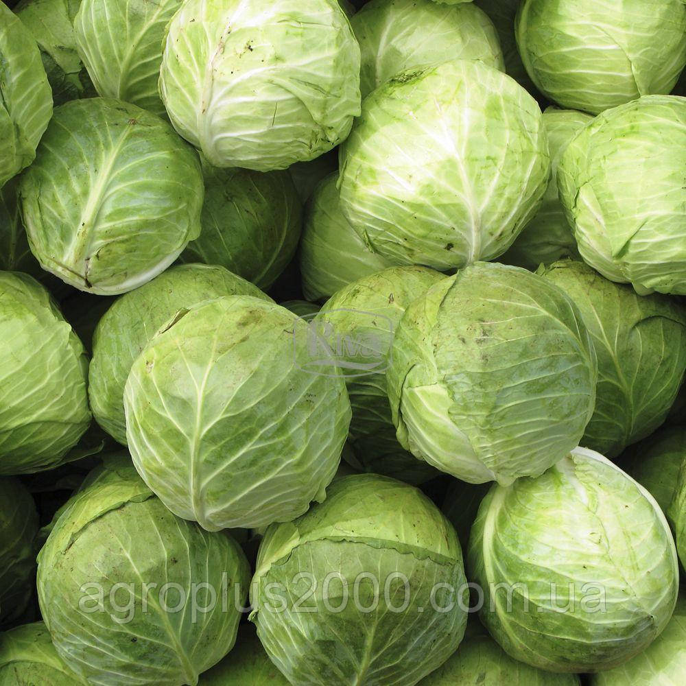 Насіння Капуста білокачанна пізня Агресор F1 поштучно 20 насінин Syngenta