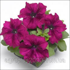 Насіння Петунія мультифлора Мамбо F1 Бургунді 100 насінин Hem Genetics