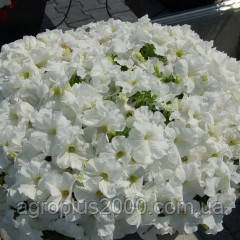 Насіння Петунія мультифлора Мамбо F1 Біле 1000 насіння Hem Genetics