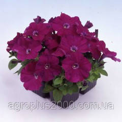 Насіння Петунія мультифлора Мамбо F1 Пурпурове 1000 насіння Hem Genetics