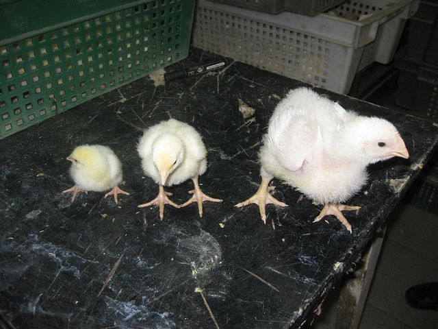 Цыплята бройлеров - фото 4 - id-p5846851