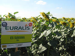 Насіння соняшника Савана ЄС (Lidea)