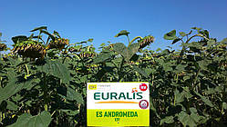 Насіння соняшника Андромеда ЄС