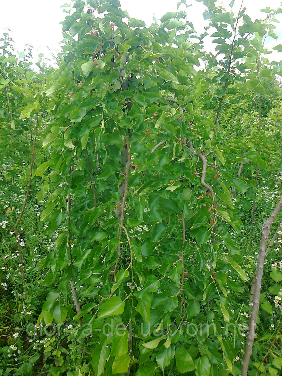 Шовковиця плакарня (Morus alba Pendula) (від 1,6 м до 1,8 м