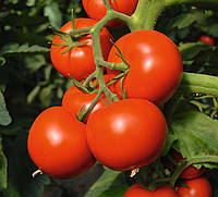Семена томатов индетерминантных (высокорослых) Тойво F1/Toivo F1 (1000 сем.), Bejo, Нидерланды