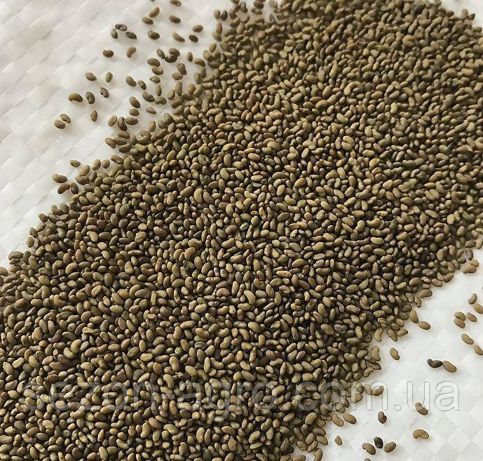 Люцерна посівна (Medicago sativa L.), 25 кг