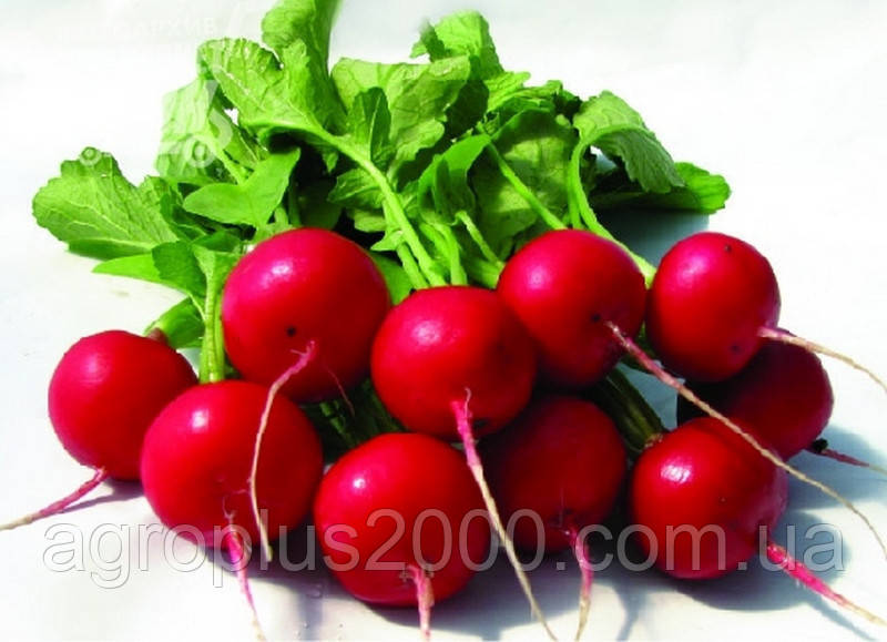 Насіння Редис раннє Адель 100 грамів Lucky Seed