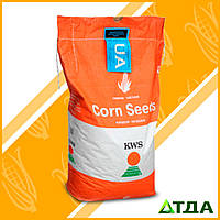 Семена гибрида кукурузы КВС 381 ФАО 350