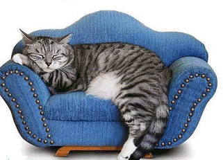 М'які місця для котів