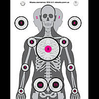Мішень анатомична оса-а-2    60х84 см