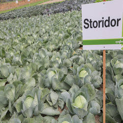 Насіння СТОРІДОР/STORIDOR F1, 2500 насіння — капуста білочена, Syngenta, фото 3
