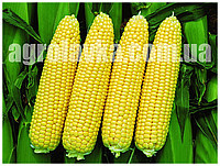Насіння цукрової кукурудзи Гера F1 (5000шт) Libra Seeds