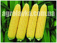 Семена сахарной кукурузы САНСВИТ F1 (1кг) Libra Seeds