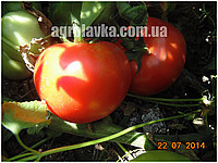 Насіння томату детермінантного, червоний біф Світ мусон F1 (986) (1000семян) Libra Seeds, фото 1