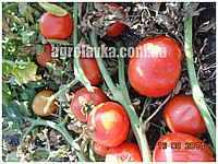 Семена томата детерминантного, красный биф Хастлер F1 (№5) (1000семян) Libra Seeds - фото 1 - id-p68881807