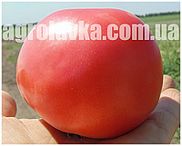 Насіння томату детермінантний, рожевий біф Бестселер F1 (1000семян) Libra Seeds - фото 1 - id-p68881808