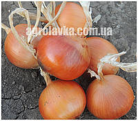 Насіння цибулі Фенікс F1 (250000семян) Libra Seeds