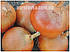Насіння цибулі Джела F1 (250000семян) Libra Seeds, фото 3
