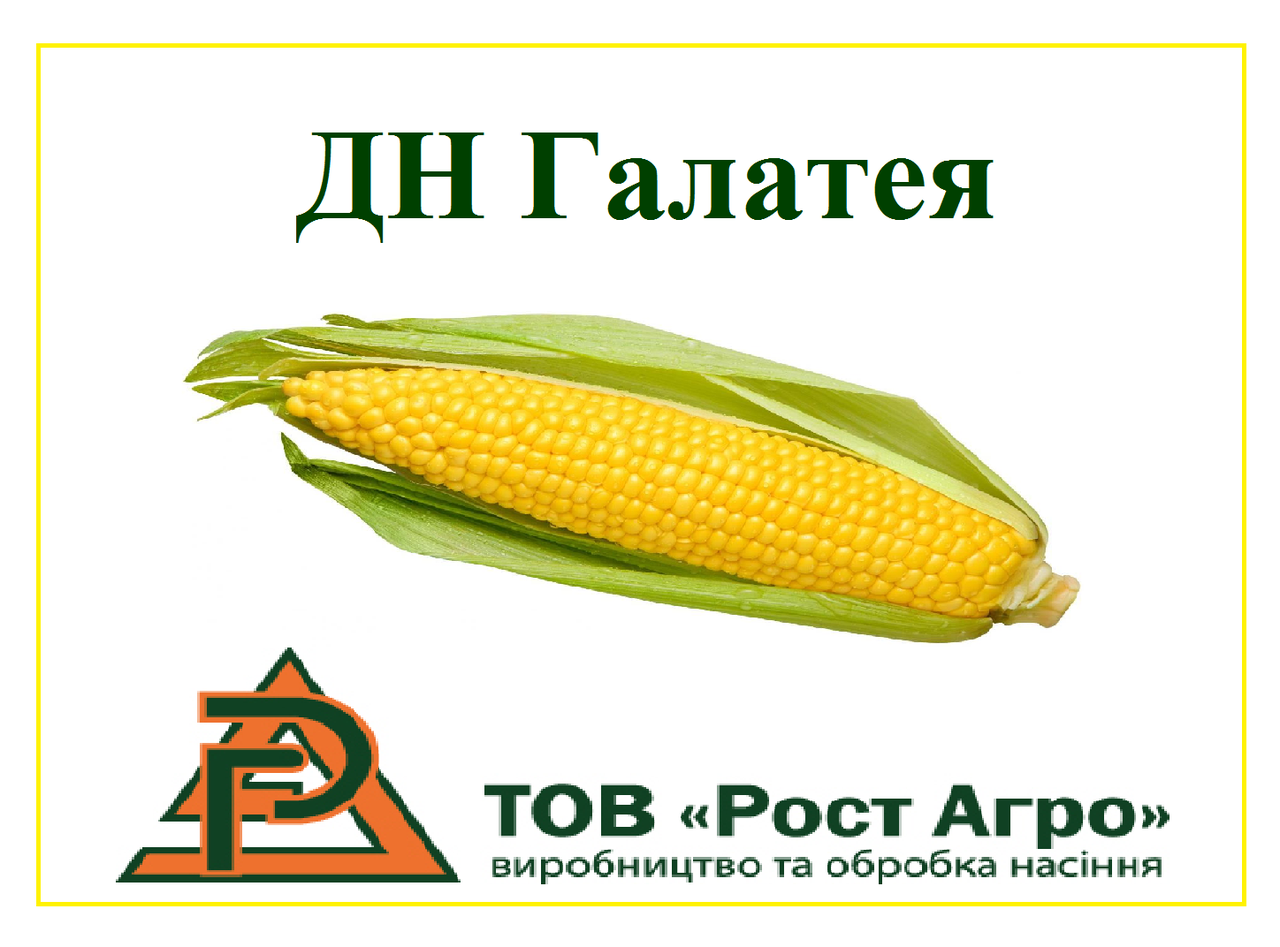 Насіння кукурудзи ДН ГАЛАТЕЯ (ФАО 260) 25,2кг