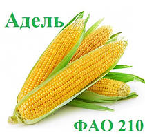 Адель ФАО 210 (Франція) Насіння кукурудзи