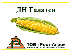 Насіння кукурудзи ДН ГАЛАТЕЯ (ФАО 260), 2021 р.в. 25,2кг