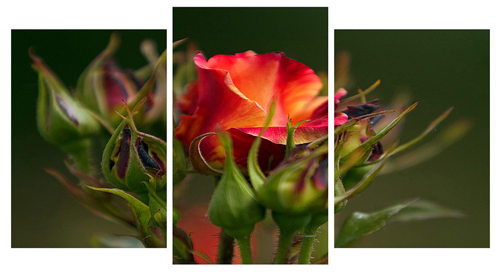 Модульна картина на полотні на стіну для інтер`єру/спальні/прихожої DK Бутони троянди 100х53 см (M3-t193)