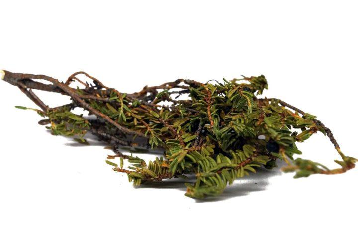 Шикша алтайська, 100г, фото 1