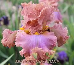 Ірис Honey Pie Хоней Пай (Blyth 2016) (саджанці), фото 1