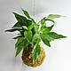 Кокедама. Спатифилиум., фото 3