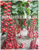 Насіння томату індетермінантного (черрі) Марголь F1 (1000семян) Yuksel, Туреччина