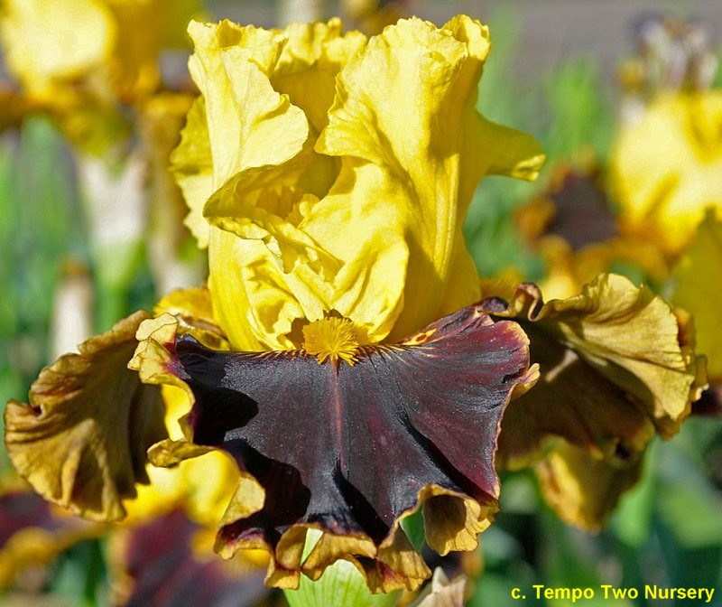 Ірис Early Encounter Еарли Инкаунте (Blyth 2016) (саджанці), фото 1
