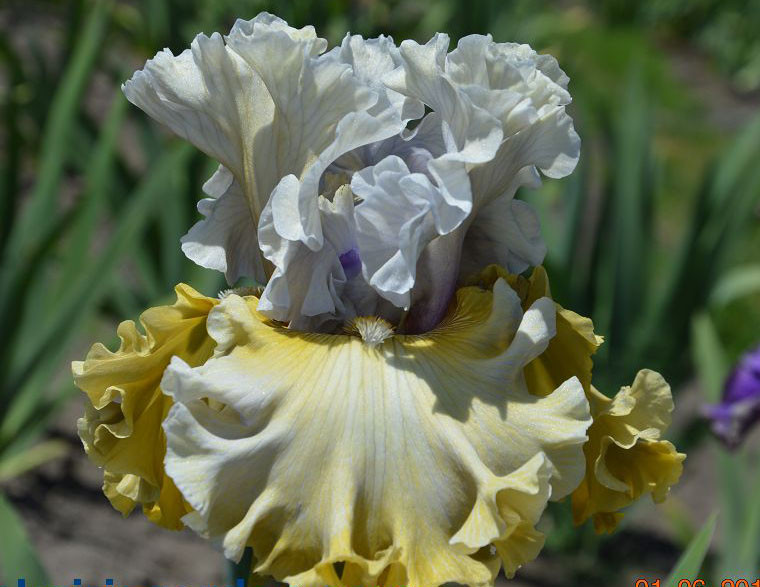 Ирис Sergey Сергей (Johnson 2016) (саженцы), фото 1