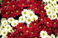 Вафельна картинка "Квіти 3"