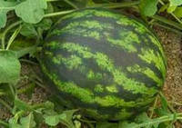Семена арбуза Онеида F1 (Oneida), 100 сем. (тип Кримсон Свит, очень ранний, плод округлый, 6-8 кг), Rijk Zwaan