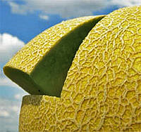 Семена дыни Джукар F1 (Jucar), 100 сем. (тип Галия), плод 2,5-3,0 кг, Rijk Zwaan