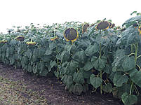 Гібрид соняшника під гранстар НС СУМО 007. Насіння соняшника НСХ 6059 стійке до вовчка шости рас A-F. Екстра, фото 8