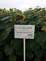 Гібрид соняшника під гранстар НС СУМО 007. Насіння соняшника НСХ 6059 стійке до вовчка шости рас A-F. Екстра, фото 6