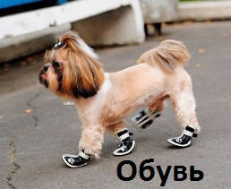 Взуття та аксесуари для собак