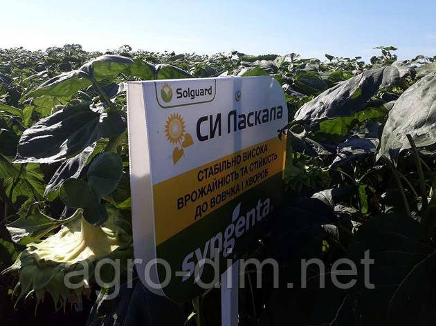 Насіння соняшнику СІ Пестила (A-G), фото 1