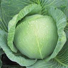 ЗЕНОН F1/ZENON F1, 20 насіння — капуста білочана, Syngenta