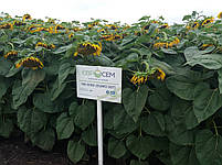 Соняшник НС СУМО 007 Оптимум під Гранстар. Гібрид НС 6059 стійкий до шести рас чарка A-F, 50 ц/га., фото 2