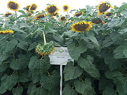 Насіння соняшнику НСХ 187. Урожайний гібрид 5,9 тн олійний 50% НСХ 187 стійкий до вовчка А-Е. Стандарт і Екстра фракції.