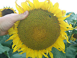 Соняшник НСХ ТАУРУС під Євролайтнінг, ранньостиглий, тривалість стійкий до вовчка п'яти рас А-Е, Потенціал: 5,3 т/га. Екстра та Стандарт фракції.