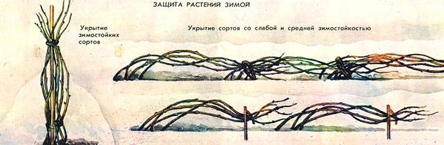 Укриття малини на зиму в Україні, рекомендації, схема