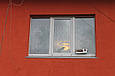 Годівниця для птахів з присосками на вікно Біла, фото 3