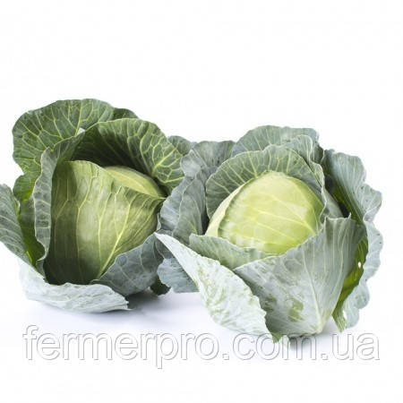 Насіння капусти Топма F1 1000 каліброваного насіння Rijk zwaan, фото 1